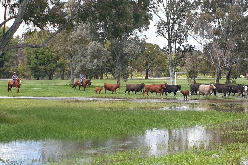woman on horseback moves cattle through flooded grasses near a soccer pitch