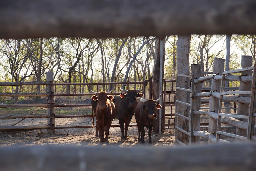 Some of the captured bulls