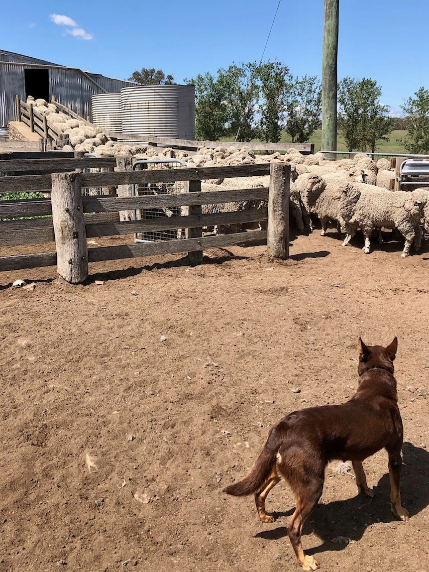 dog looks at sheep outside shearing shed