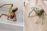 Two images of Peggy the huntsman spider, the first where she has just two legs and the second with all legs grown back