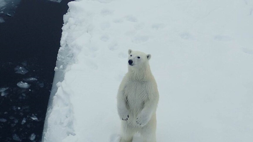 A curious polar bear approaches the R.V. Lance in the Arctic Sea