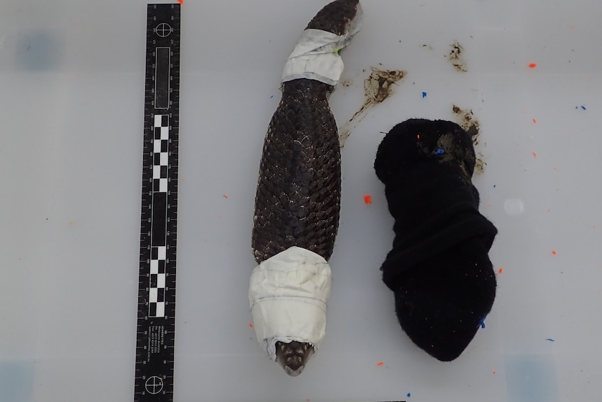 A lizard taped resting next to a ruler and a sock it was found in.