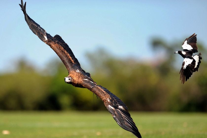 Magpie vs wedge tailed eagle