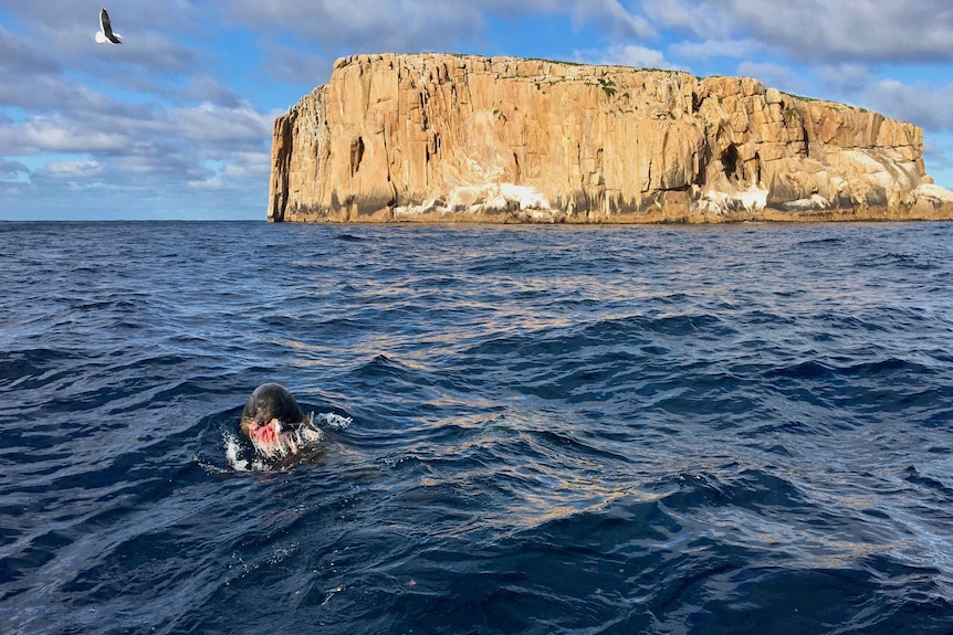 a large rock island, ocean surrounds it and there is a seal feeding