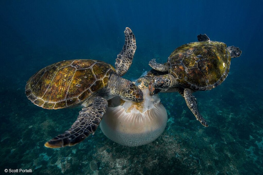Scott Portelli's animal behaviour photograph of green turtles devouring a giant jellyfish.