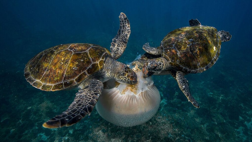 Scott Portelli's animal behaviour photograph of green turtles devouring a giant jellyfish.