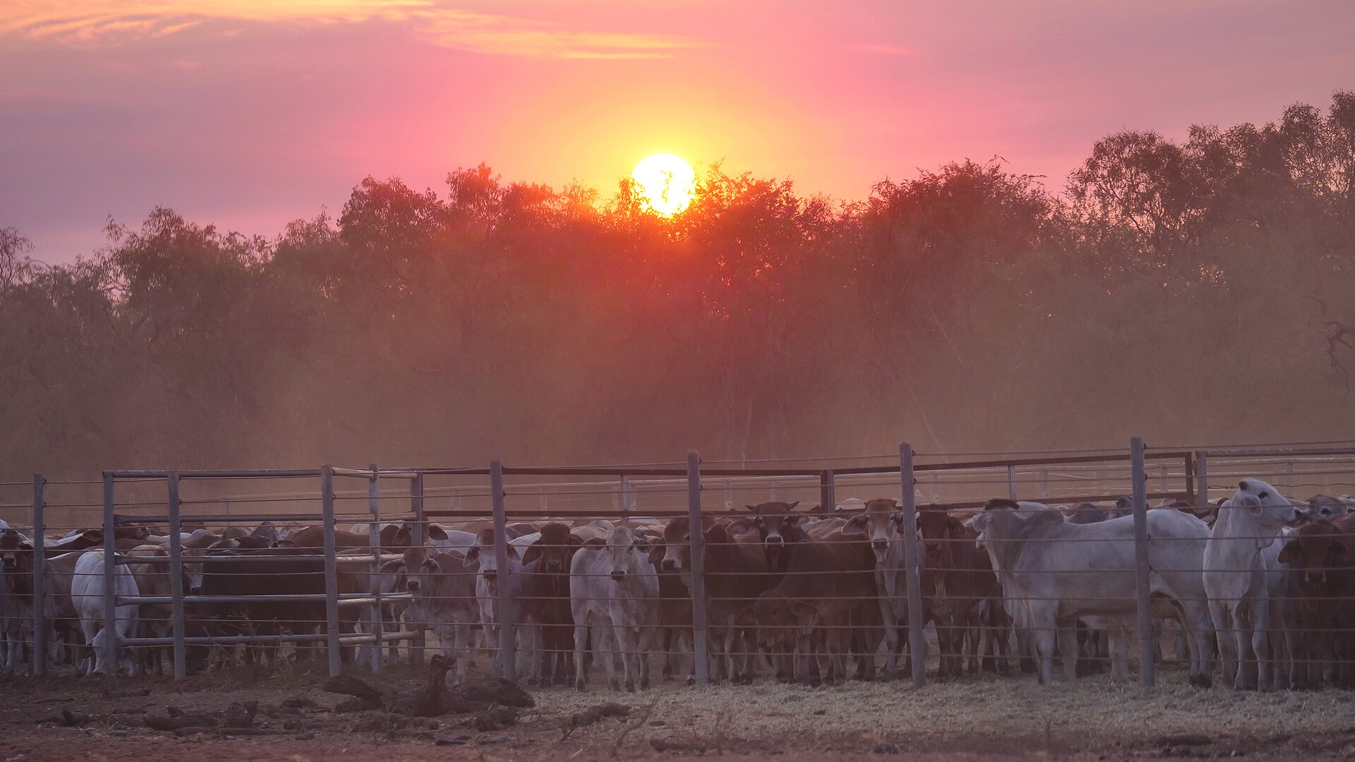 cattle in the yards at sunset