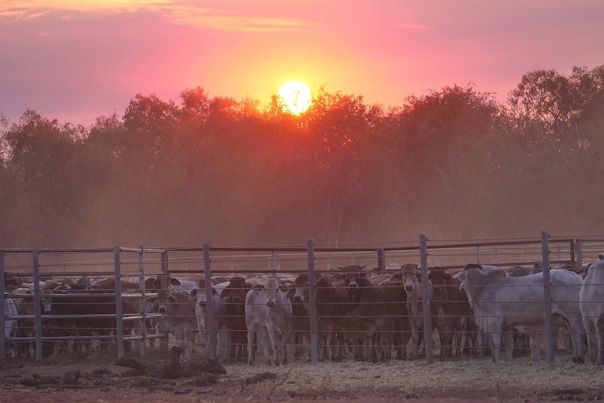 Cattle in the yards at sunset.