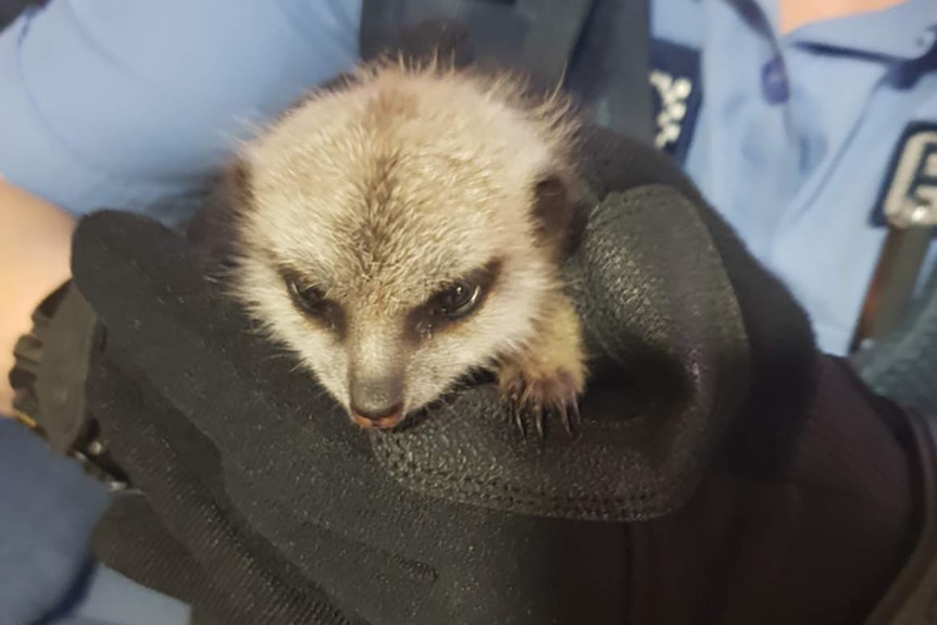 A four-week-old baby meercat stolen from Perth Zoo is held in the gloved hands of a police officer.
