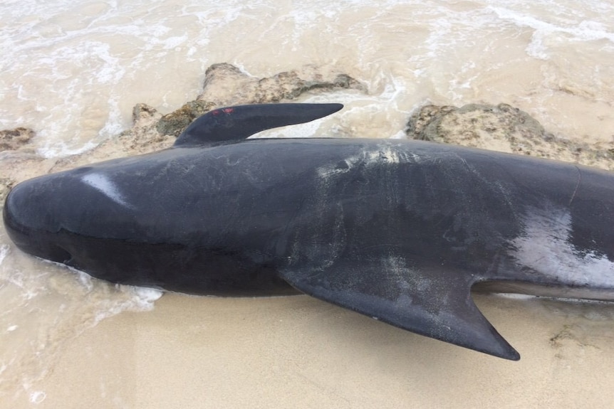 A close up of a dead whale on the sand.