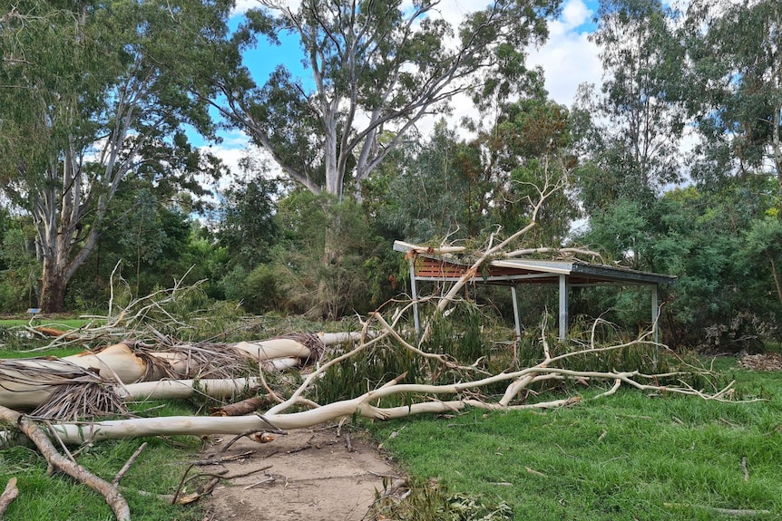 A large tree fallen over a path in a park, partially covering a shelter.