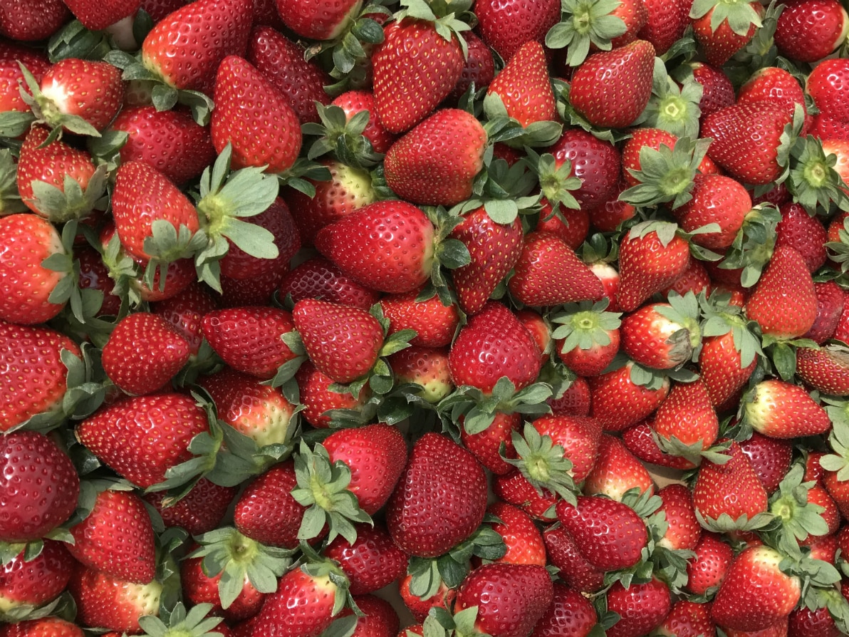 Queensland Strawberries launches education campaign after fruit fly