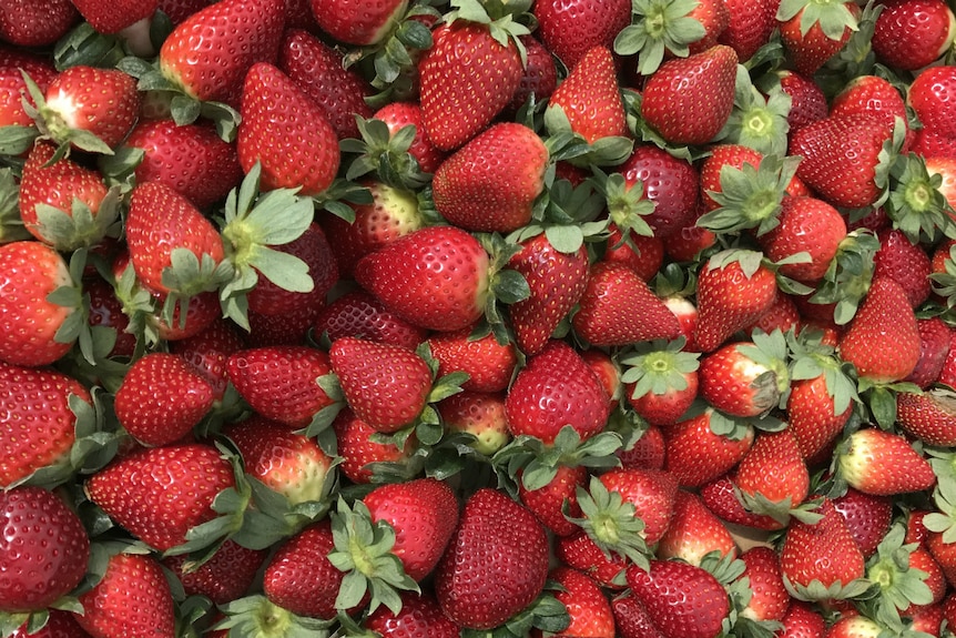 Close up of beautiful ripe red strawberries.