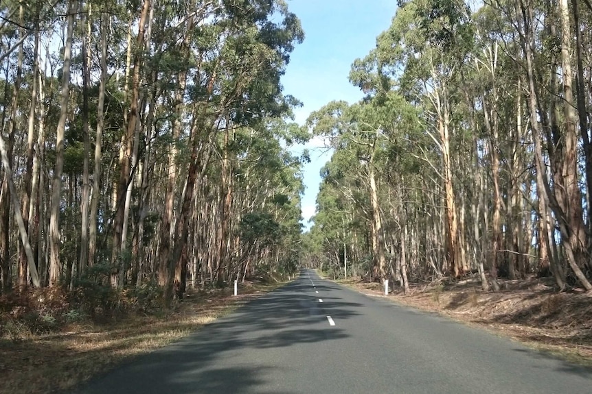 A sealed road lined by tall gumtrees on either side.