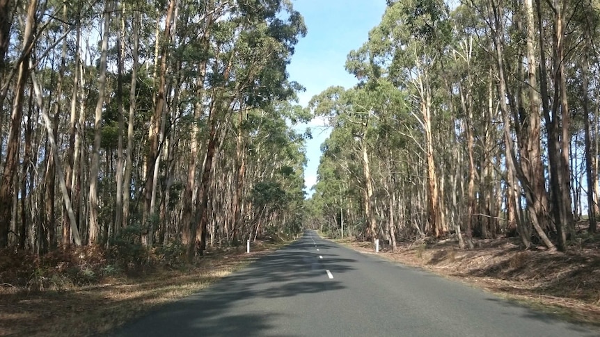 A sealed road lined by tall gumtrees on either side.