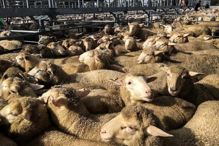 Sheep in a pen at the Horsham saleyards