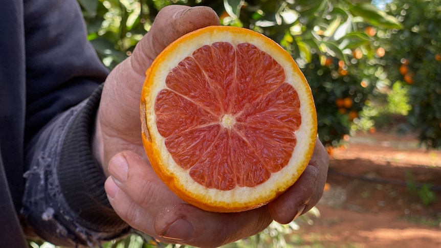 Half of a cut cara cara orange, with pink blush flesh, is held up by a white person's hand.