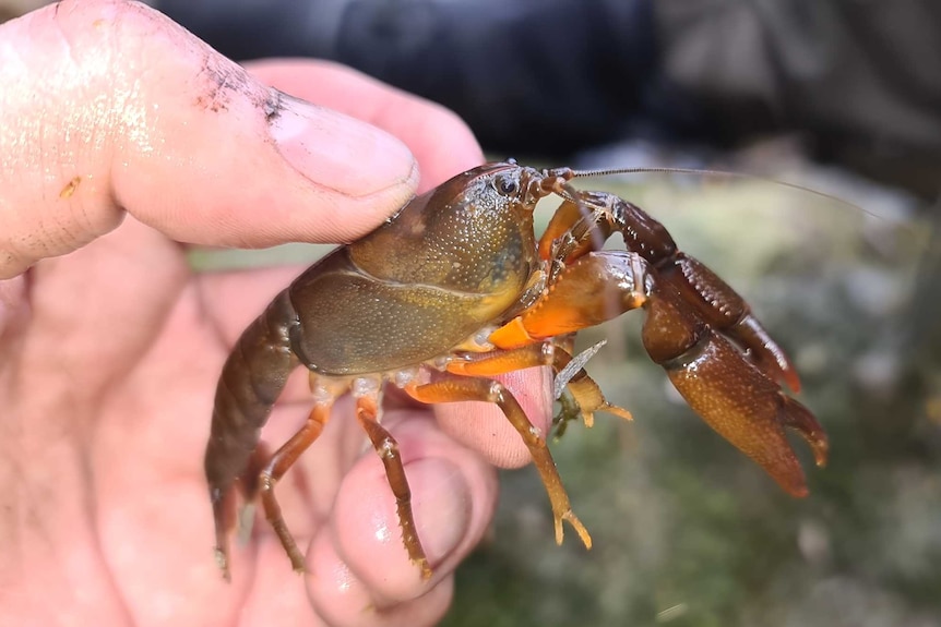 A person holds a small crayfish.