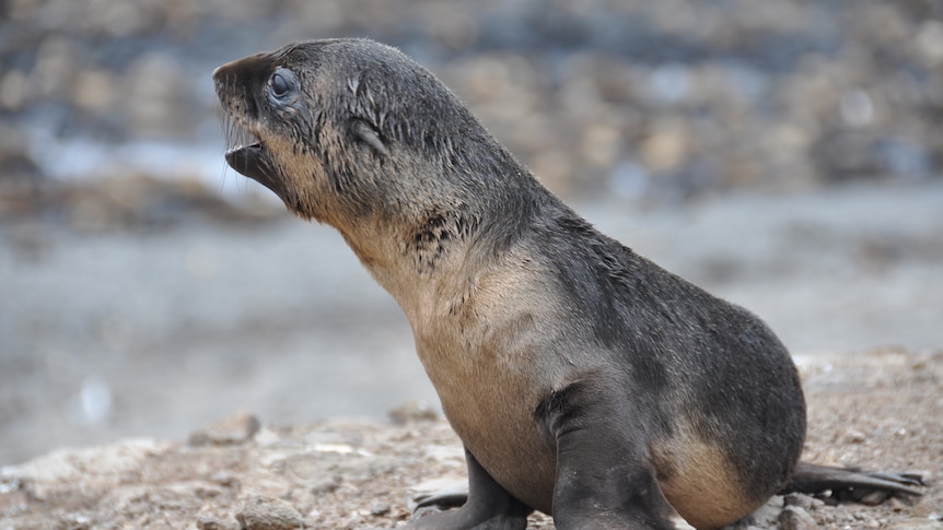 Phillip Island fur seal