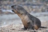 Phillip Island fur seal
