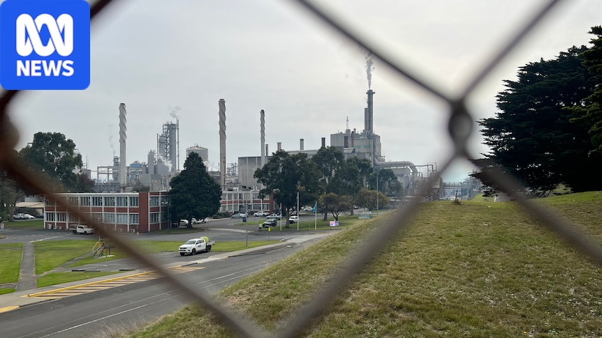 84 Jobs Cut at Maryvale Paper Mill: Government Blamed for Timber Crisis