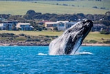 A whale breaches from the water with greens hills and houses in the background.