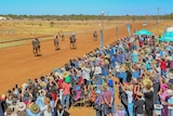 Camels ridden by jockeys racing down a down track in front of a large crowd