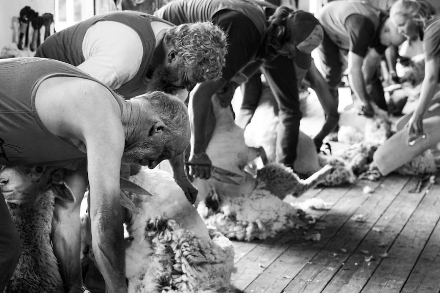 Black-and-white image of shearers with backs bent, using blades to shear sheep