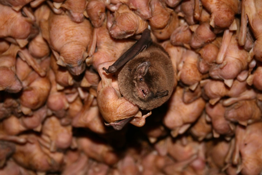 Bentwing bat with pup