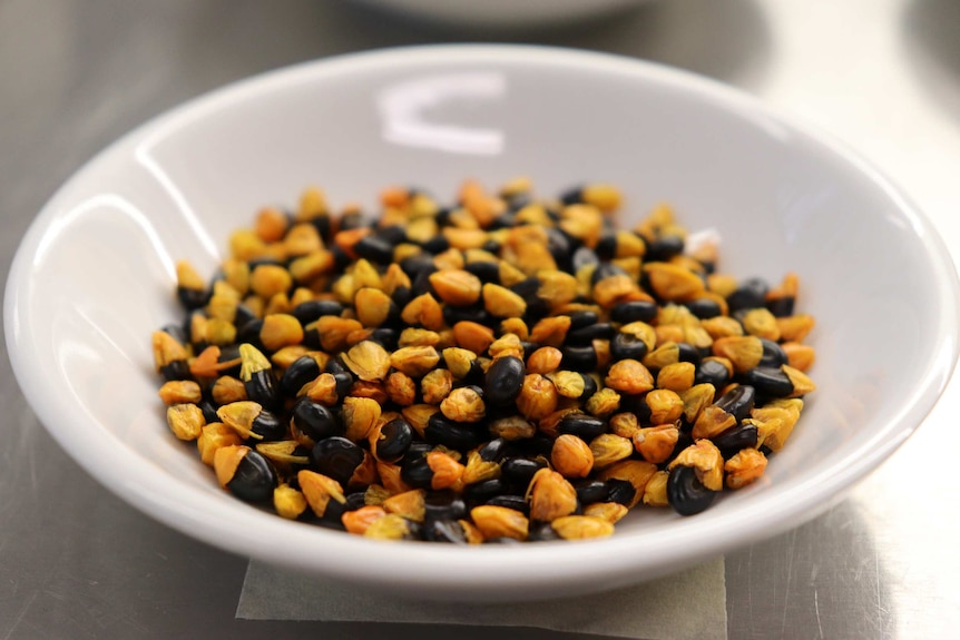 Wattleseeds sitting in a white dish.