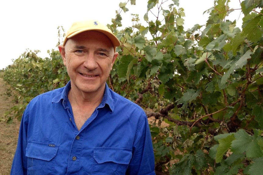 Kevin O'Brien standing in his vineyard.