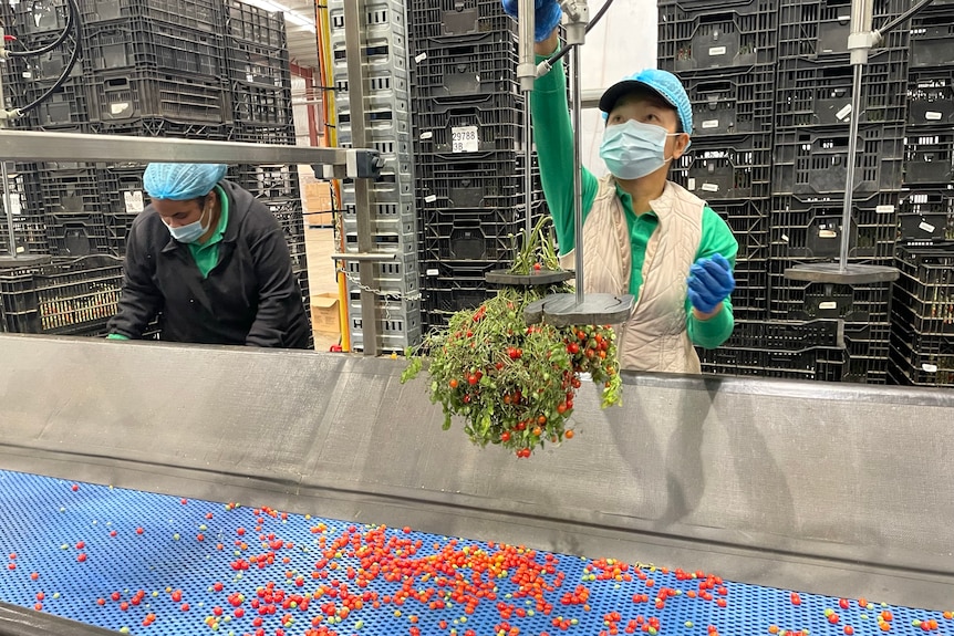 Photo of tomatoes attached to a shaking machine.