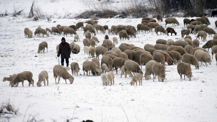 A shepherd leads a herd of sheep over snow-covered meadows