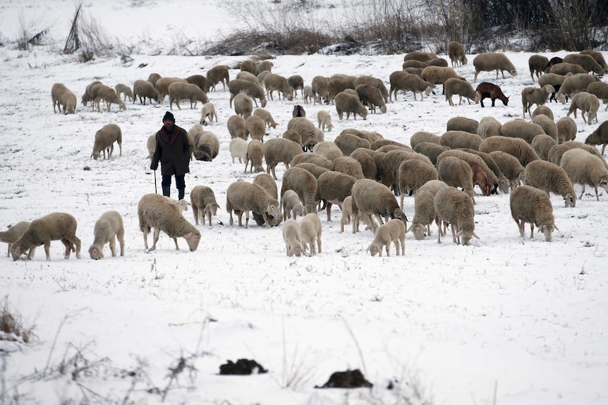 A shepherd leads a herd of sheep over snow-covered meadows