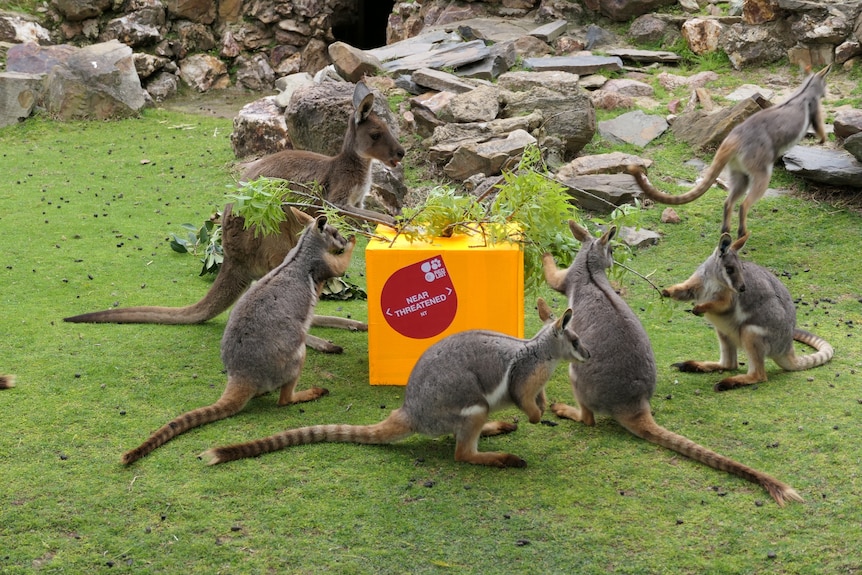 A kangaroo and five yellow-footed rock wallabies perched around a box