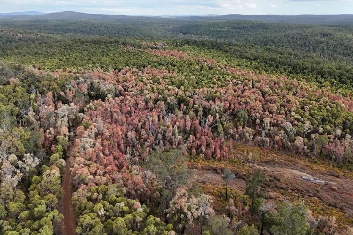 A drone image shoing patches of brow tree canopy in a West Australian forest