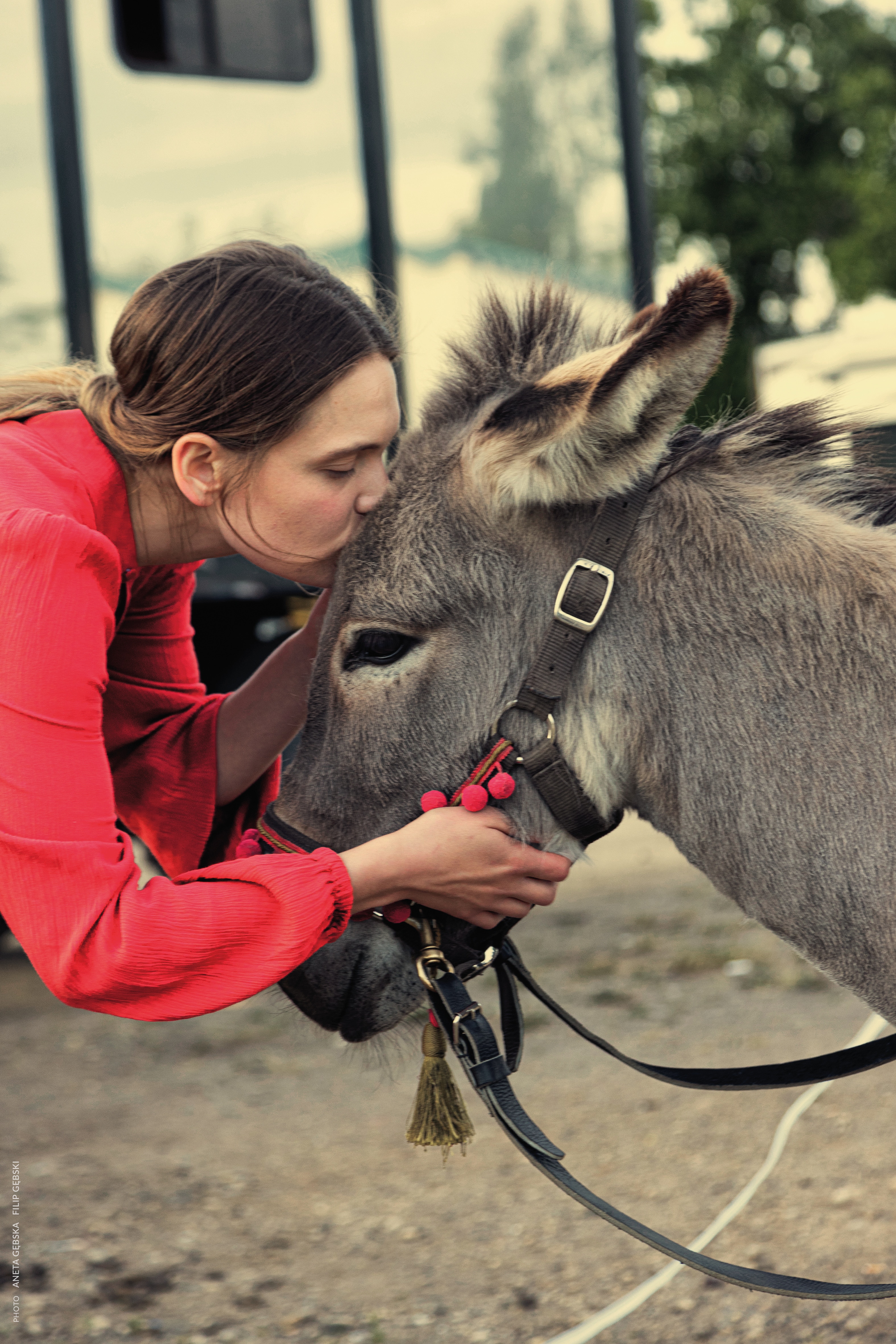 A white woman with long blonde hair pulled back into a ponytail and wearing a red shirt kisses the head of a grey donkey.