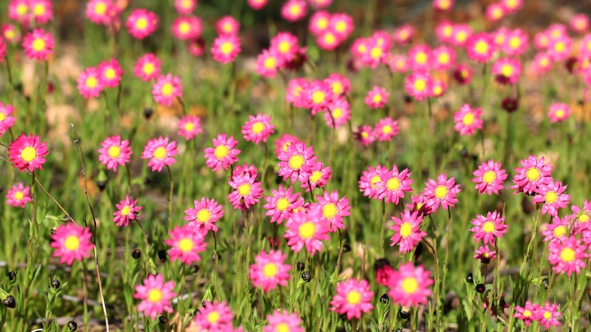 A field of brightly coloured flowers.