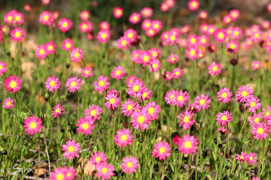 A field of brightly coloured flowers.
