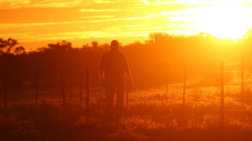 Farmer walking alone towards the sunset