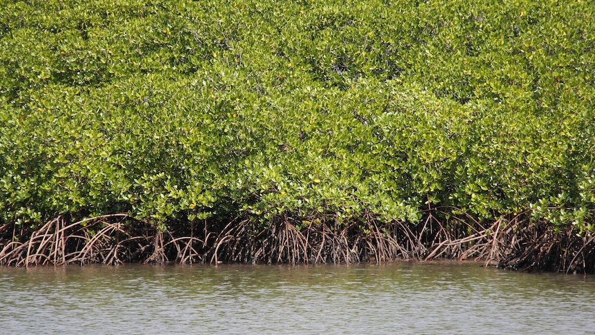 Mangroves growing in the Pacific