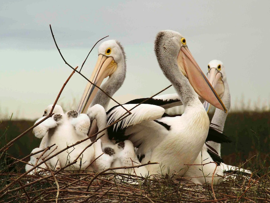 Pelicans at Lake Eyre.