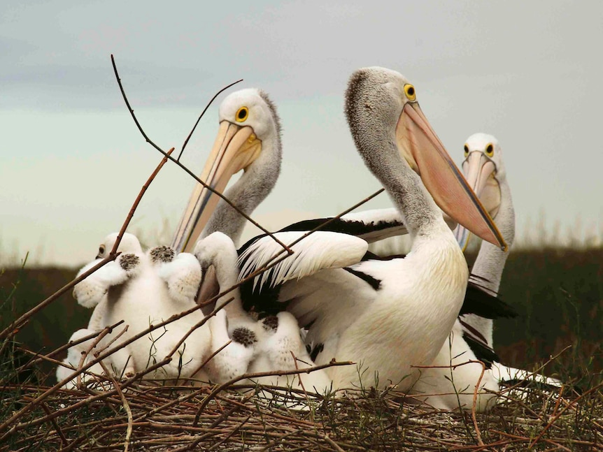 Warning sounded for the future of one of the planet's wildlife spectacles