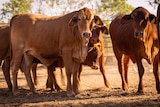 A group of cattle in dry surrounds