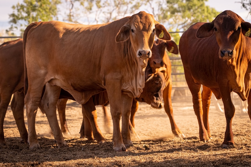 Several cattle inside a cattle pen.