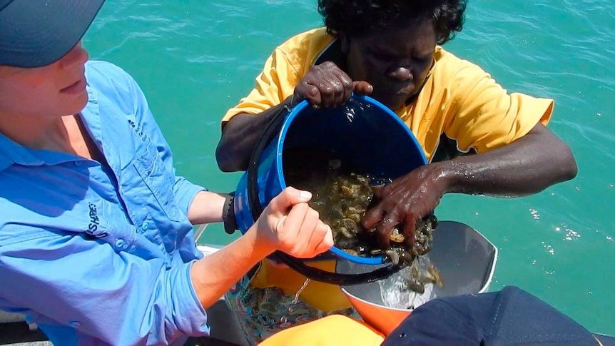 Trepang tipped into sea