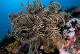 Coral in deep reef on Great Barrier Reef off Townsville in north Queensland