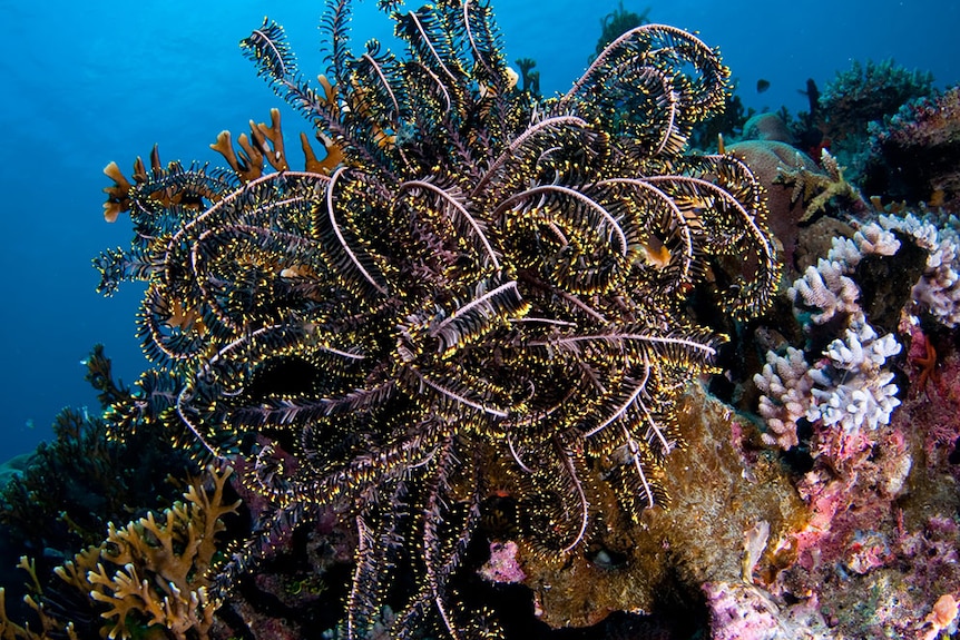 Coral in deep reef on Great Barrier Reef off Townsville in north Queensland