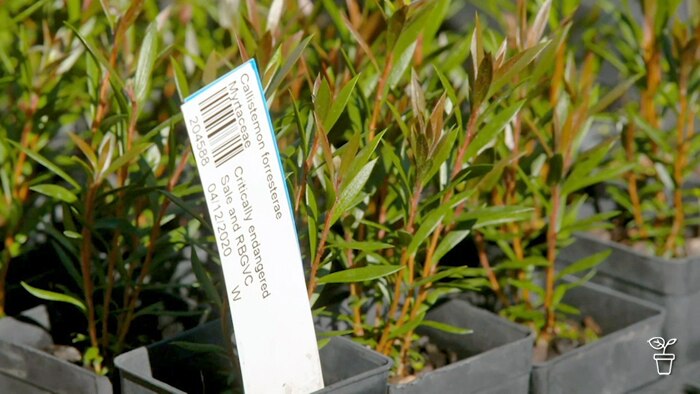 Plants in pots and tray with label saying 'Critically endangered.'