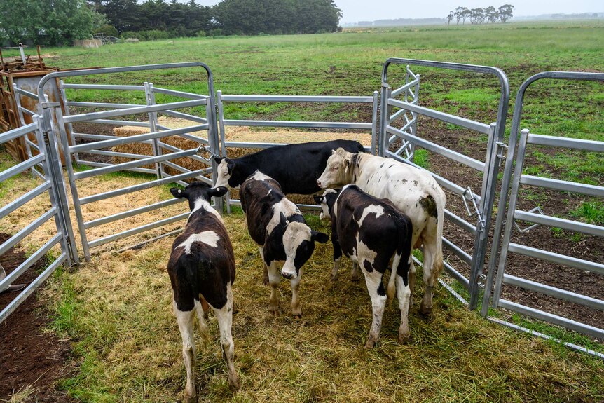 The five hornless cows will remain quarantined and classed as GMO.